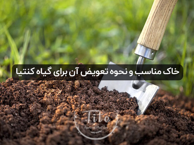 خاک مناسب و نحوه تعویض آن برای نگهداری از گیاه کنتیا