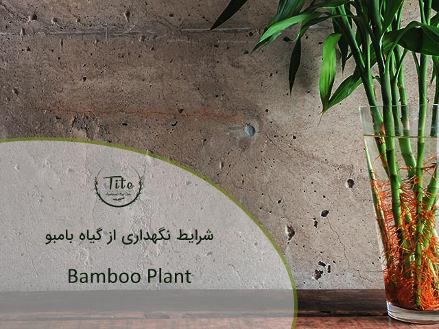 شرایط نگهداری از گیاه بامبو